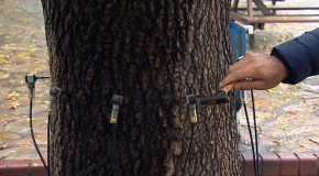 İstanbul'da ses dalgalarıyla riskli ağaçlar belirleniyor