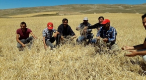 Sivas'ta dolu 10 bin dekar tarım arazisine zarar verdi