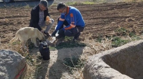 Kuyuya düşen köpeği AFAD ekipleri kurtardı