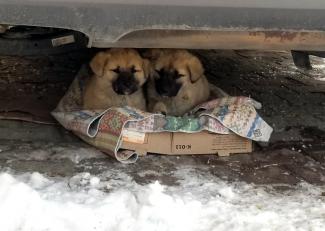 Yavru köpeklerin soğukta yaşam mücadelesi yürek burktu
