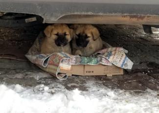 Yavru köpeklerin soğukta yaşam mücadelesi yürek burktu
